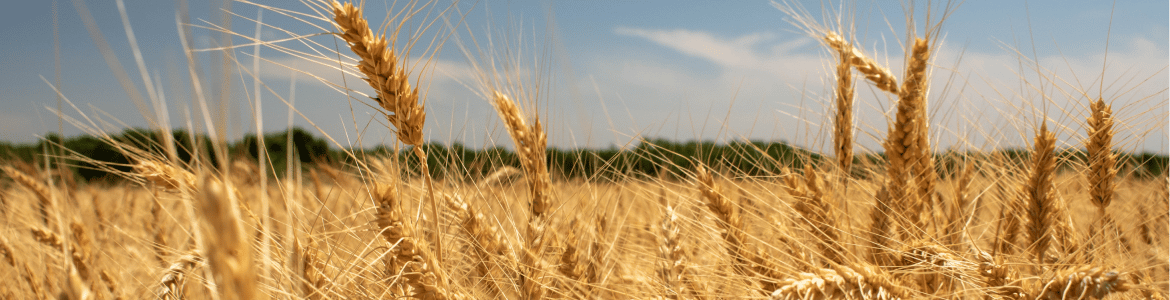 fertilizer-shock-hormuz-closure-food-inflation-risk-non-gulf