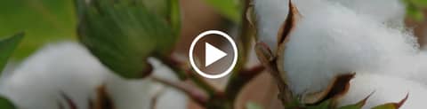Brazil Cotton Expansion Could End the Global Rally