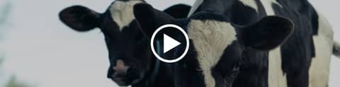 Poor Silage Quality Is Quietly Rewriting Europe's Dairy Feed Bill
