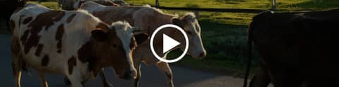 U.S. Dairy Farmers Gain From the Beef Boom