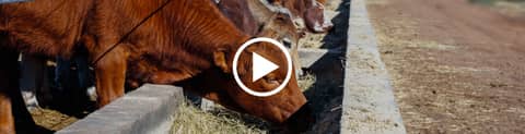 Dairy Buyers Are Reading Shipping Lanes as Closely as Milk Output