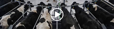 Dairy Genetics Are Rewriting the Growth Playbook