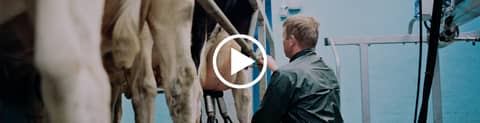 European Dairy Futures Run in Parallel and Liquidity Picks a Winner