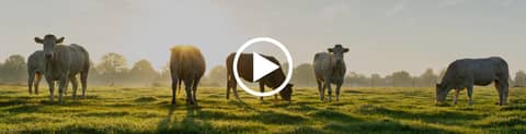Carne Bovina: O Papel do Consumo Brasileiro nos Preços