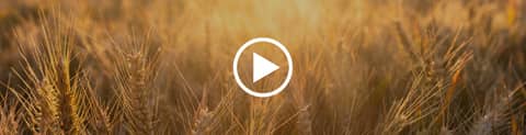 Grain Markets Turn to Acreage Data for Direction