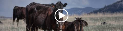 US screwworm case prompts cattle price rally amid movement fears
