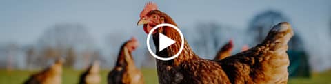 Protein Stands to Gain the Most as GLP-1 Reshapes Food Industry Demand
