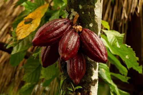 Cocoa Futures Open Interest Down 2,033 Contracts, February 21