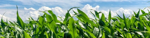 Grains Morning Comments