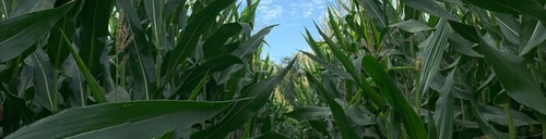 Grains & Oilseeds