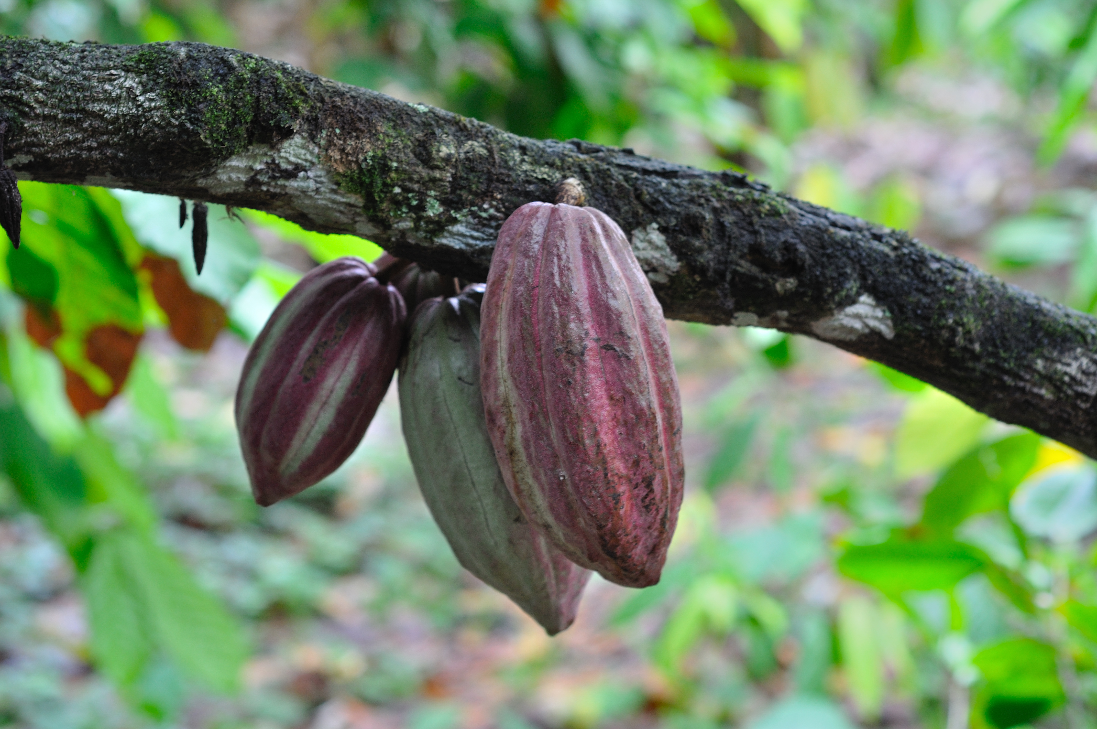 mid-session-cocoa-recap