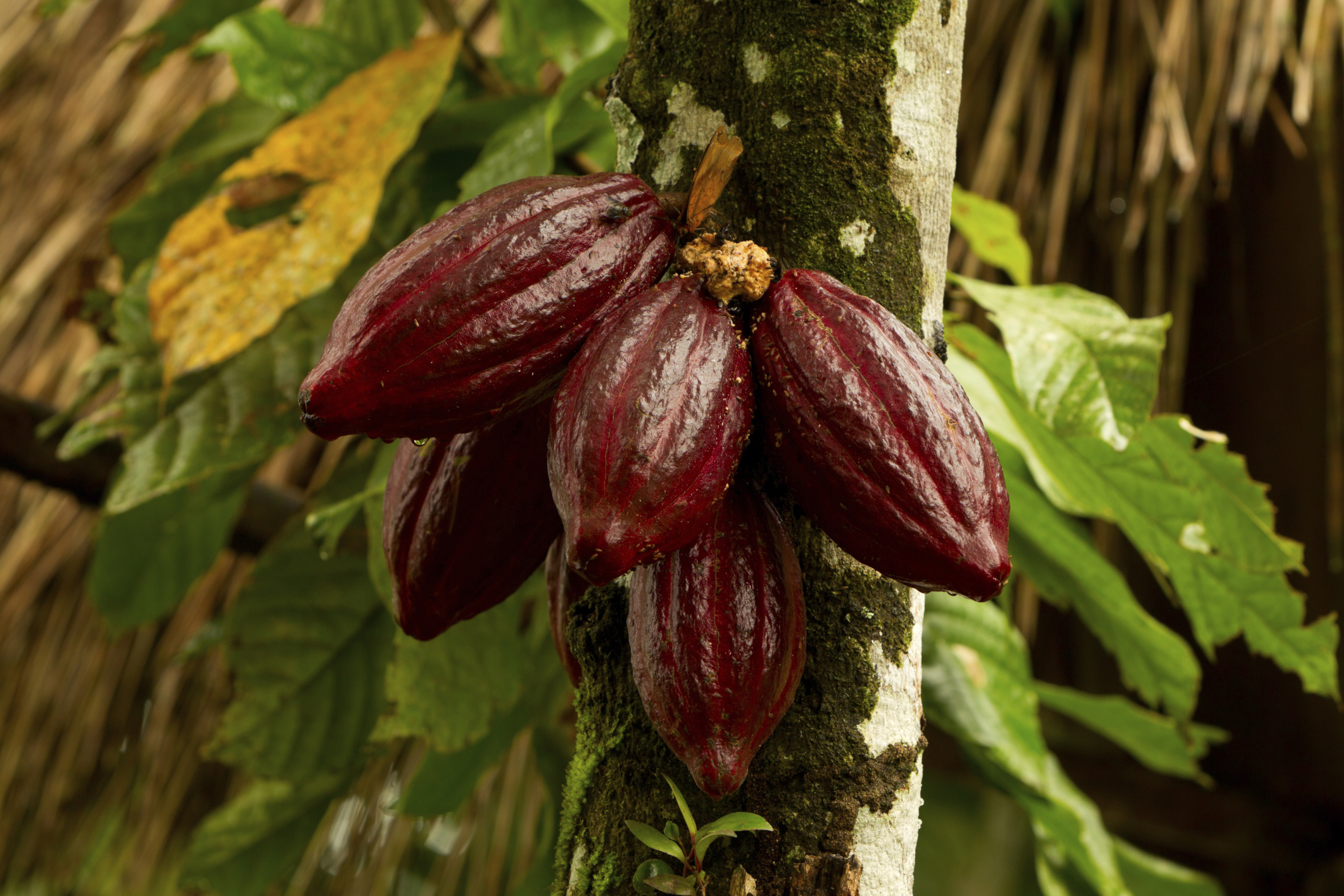 Cocoa Futures Open Interest Up 696 Contracts, July 3