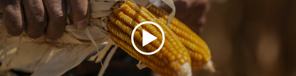 Diesel Price Surge from Iran Tensions | Logistics Cost Impact for Agricultural E-Commerce Sellers
